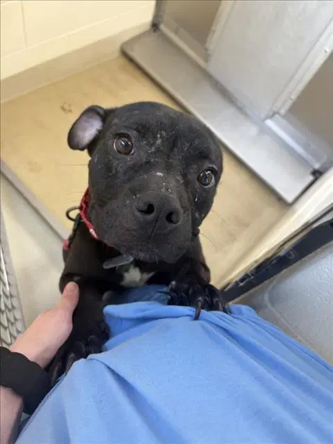 Boogie - Pit Bull Terrier