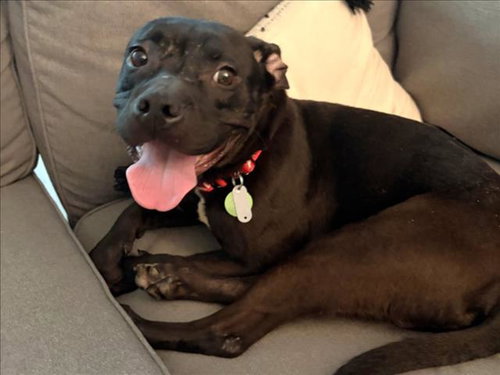 BOOGIE, a dog for adoption from Orange County Animal Services