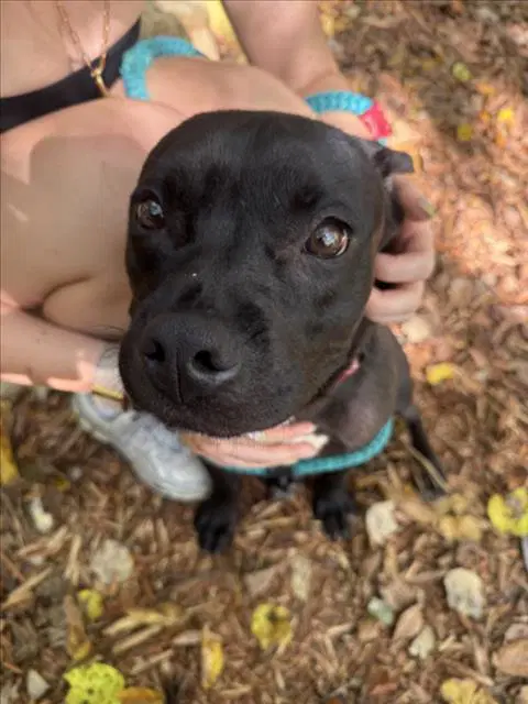 Boogie - Pit Bull Terrier