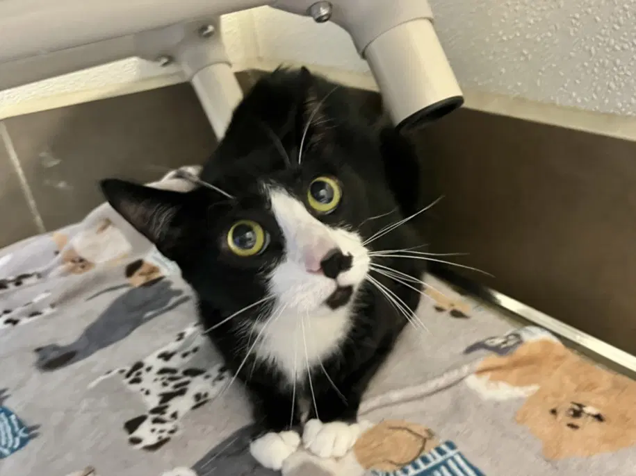 Orion - Domestic Short Hair