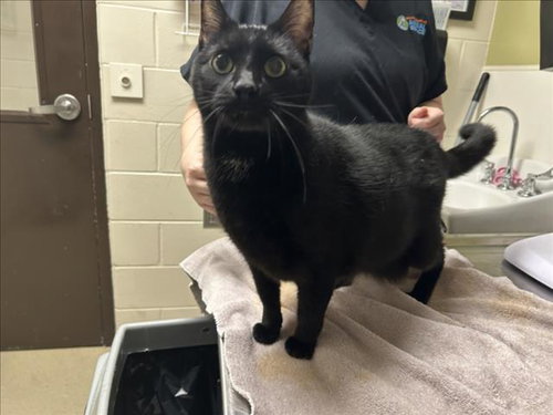 picture of the cat needing adoption