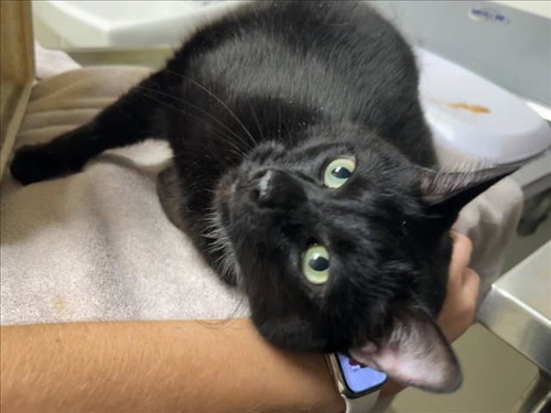picture of the cat needing adoption