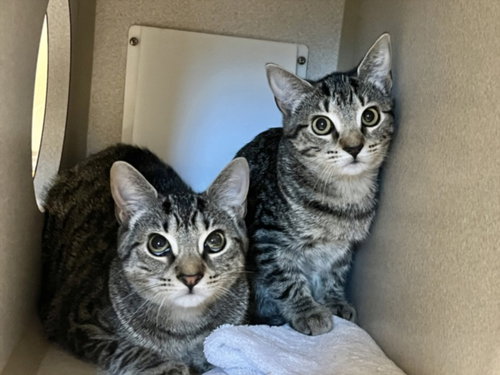 picture of the cat needing adoption