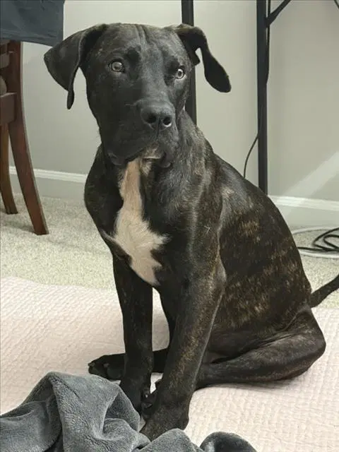 Bobo - Mastiff