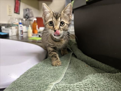 picture of the cat needing adoption