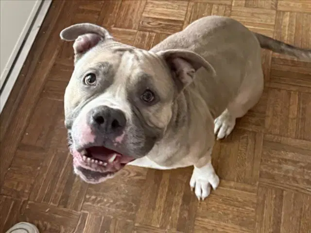 Quasimodo - Bulldog