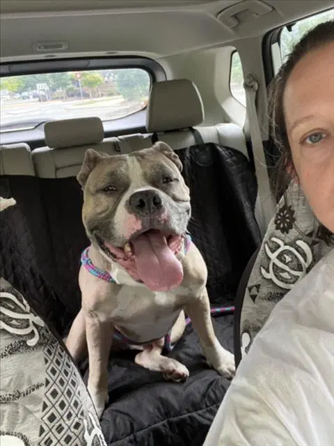 Quasimodo - Bulldog