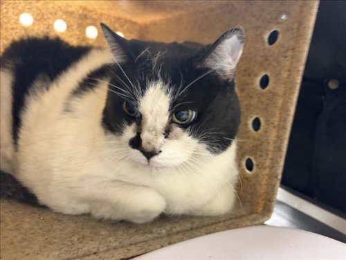 picture of the cat needing adoption