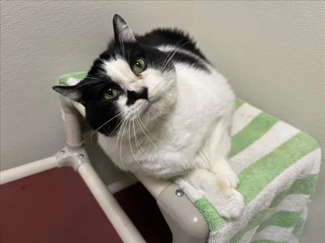 Arcee - Domestic Short Hair