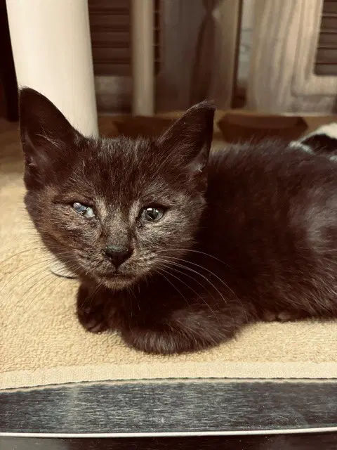 Blackbird - Domestic Short Hair