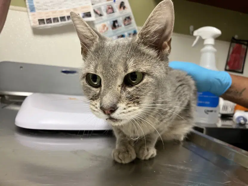 Gray Goose - Domestic Short Hair