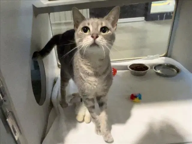 Gray Goose - Domestic Short Hair
