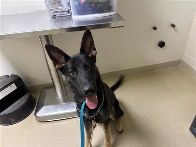 Curry - German Shepherd Dog