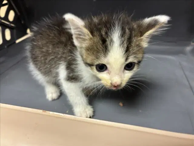 Puzzle - Domestic Short Hair
