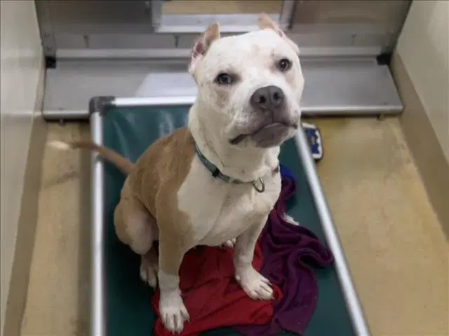 Speckle - Pit Bull Terrier