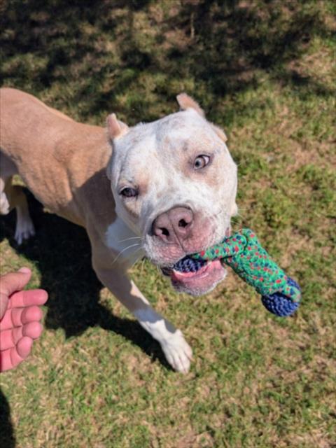 SPECKLE, a dog for adoption from Orange County Animal Services
