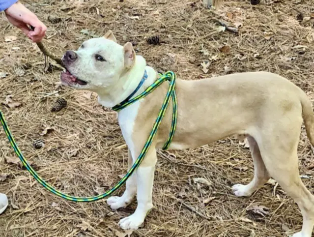 Speckle - Pit Bull Terrier