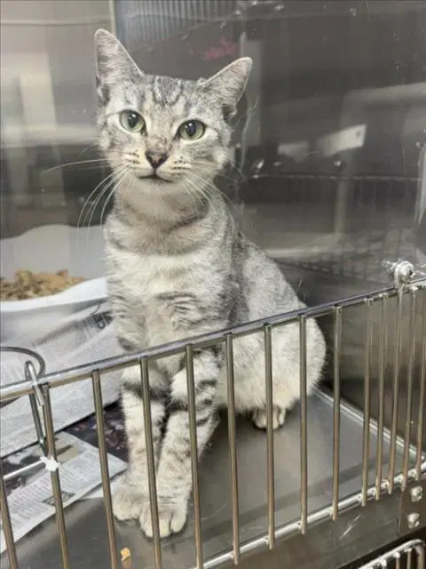Bello - Domestic Short Hair