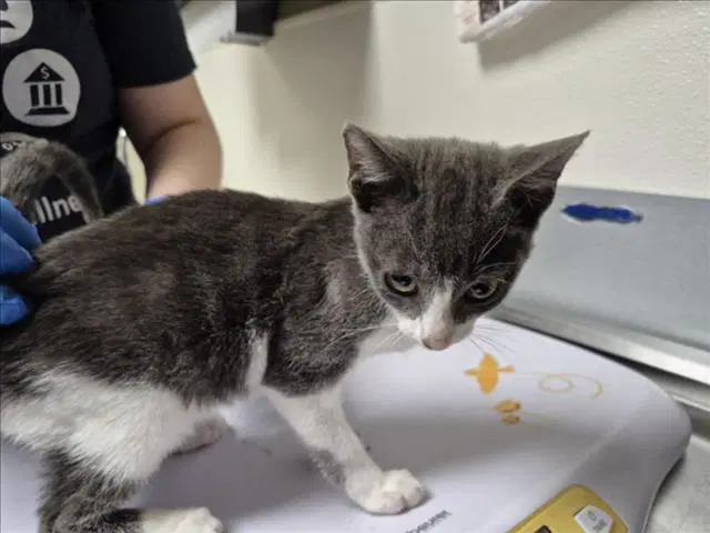 Jeon - Domestic Short Hair