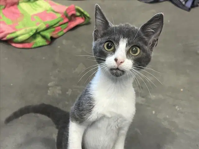 Jeon - Domestic Short Hair