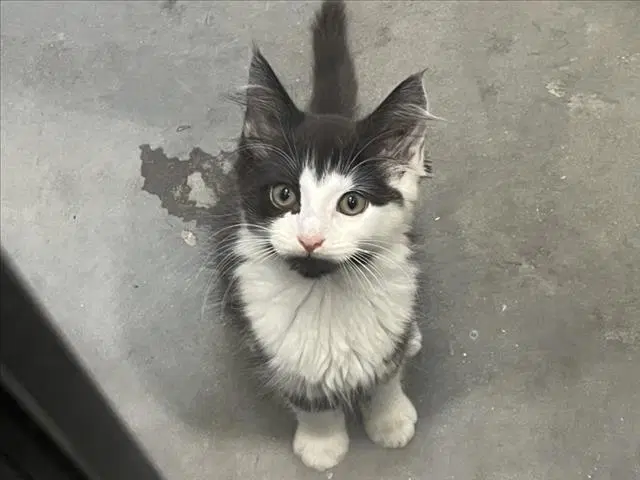 Bokkeum - Domestic Medium Hair