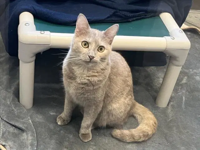 Buffy - Domestic Short Hair