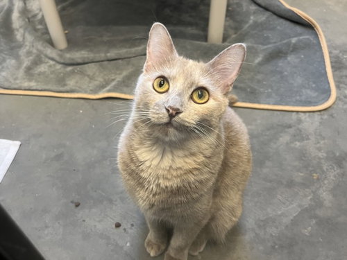 BUFFY, a cat for adoption from Orange County Animal Services