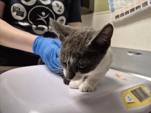 Jorim - Domestic Short Hair