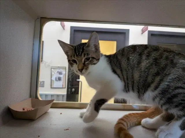 Nezha - Domestic Short Hair