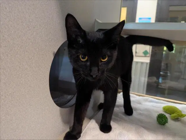 Bagheera - Domestic Short Hair