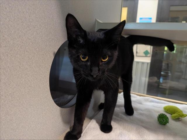 Bagheera