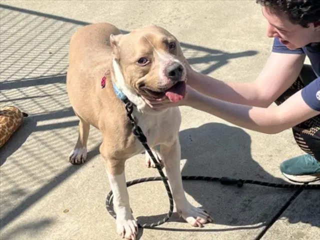 Haku - Pit Bull Terrier