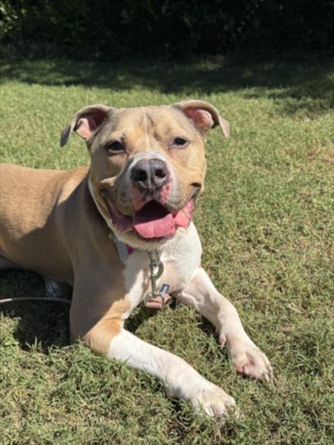 HAKU, a dog for adoption from Orange County Animal Services