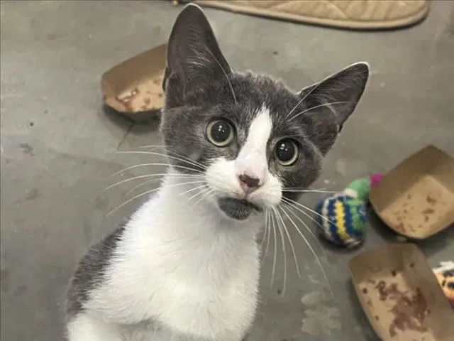 Jjim - Domestic Short Hair
