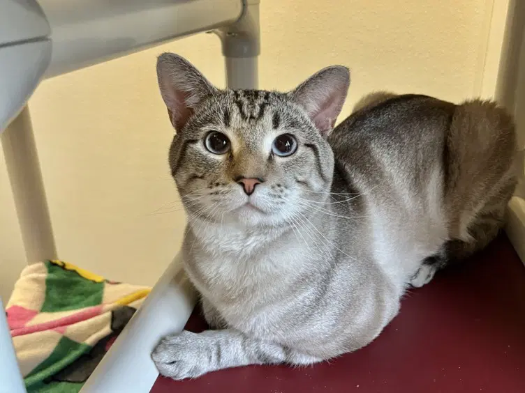 Chaos - Domestic Short Hair