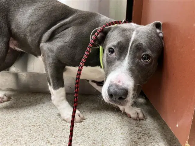 Bucket - Pit Bull Terrier