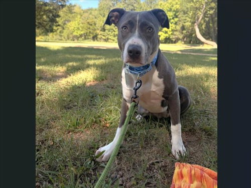 BUCKET, a dog for adoption from Orange County Animal Services