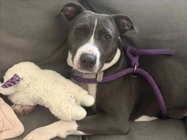 Bucket - Pit Bull Terrier