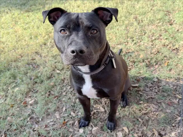 Onyx - Labrador Retriever