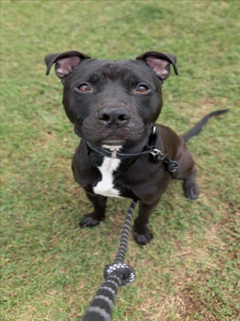 ONYX, a dog for adoption from Orange County Animal Services