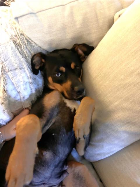 AERI, a dog for adoption from Orange County Animal Services