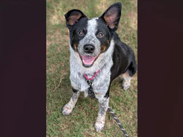 Jojo - Australian Cattle Dog/Blue Heeler