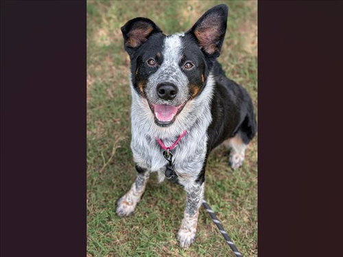 JOJO, a dog for adoption from Orange County Animal Services