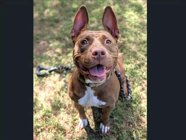 Koko - Pit Bull Terrier