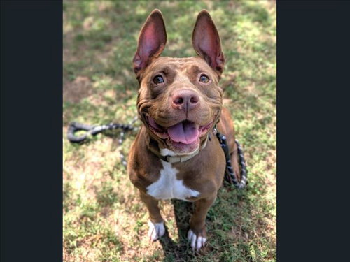 KOKO**, a dog for adoption from Orange County Animal Services