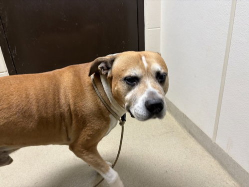 KANNON, a dog for adoption from Orange County Animal Services