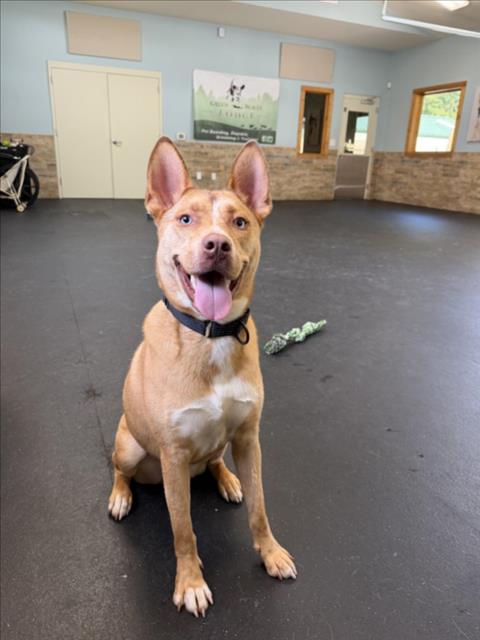 SHILOH, a dog for adoption from Orange County Animal Services
