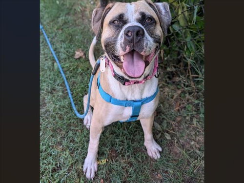 JEREMY, a dog for adoption from Orange County Animal Services