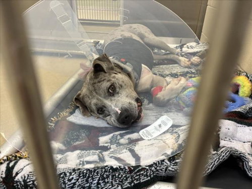 DICE, a dog for adoption from Orange County Animal Services