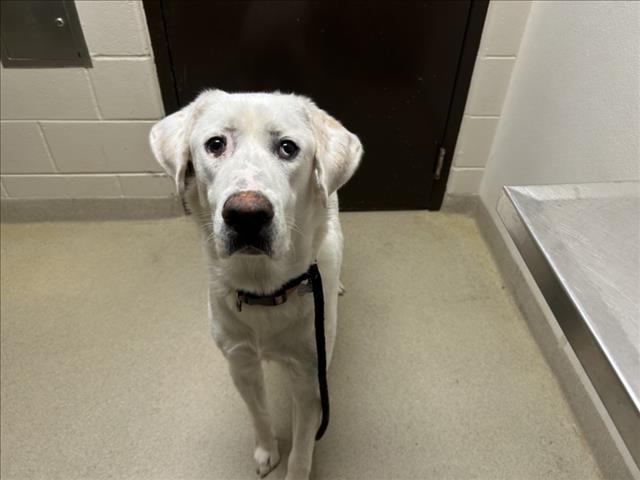 Lucy, Labrador Retriever